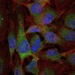 NFKB1 Antibody